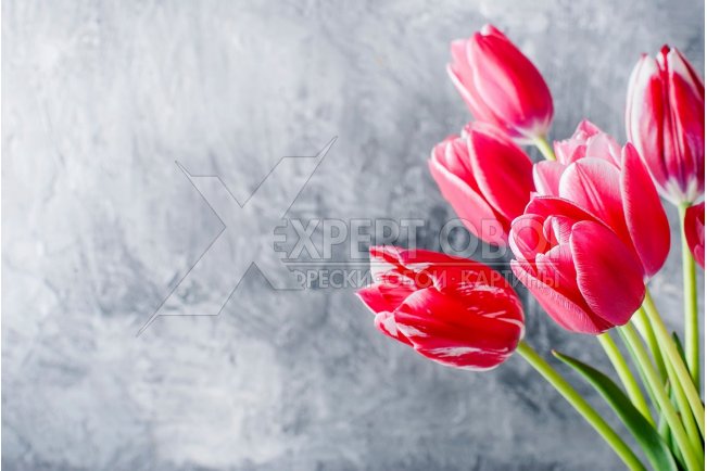 Тюльпаны 104365