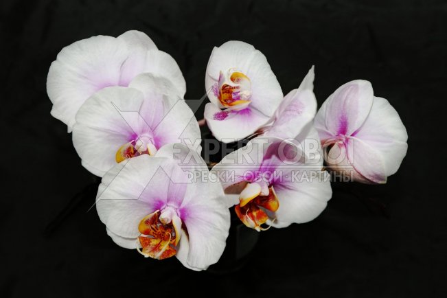 Орхидеи 104190