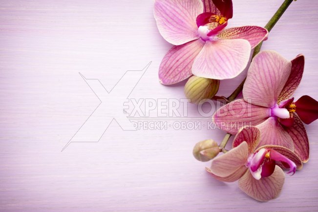 Орхидеи 104183