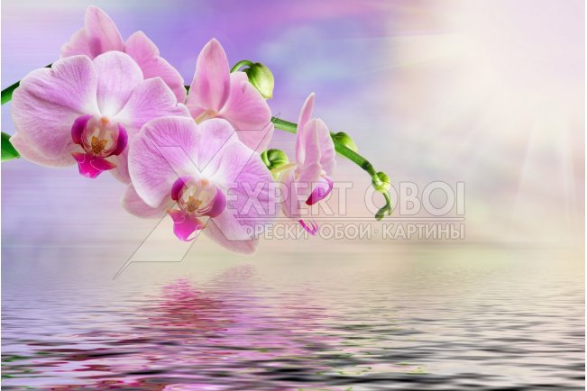 Орхидеи 104181