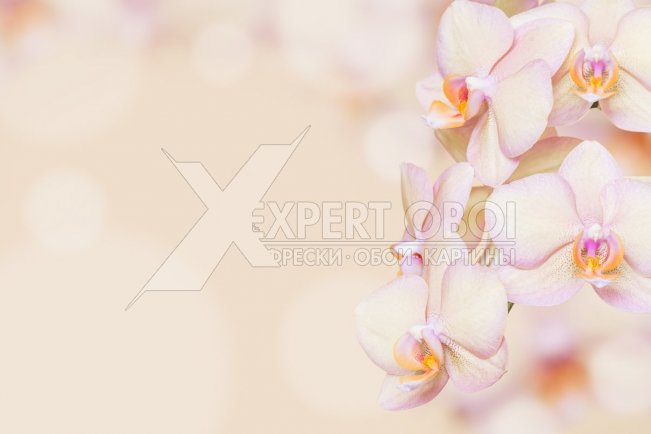 Орхидеи 104188