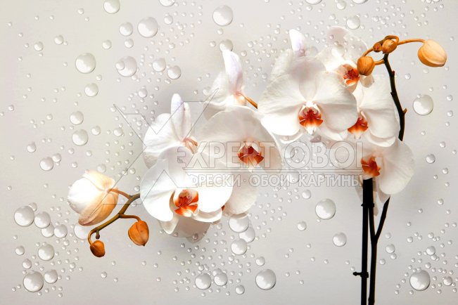 Орхидеи 105797
