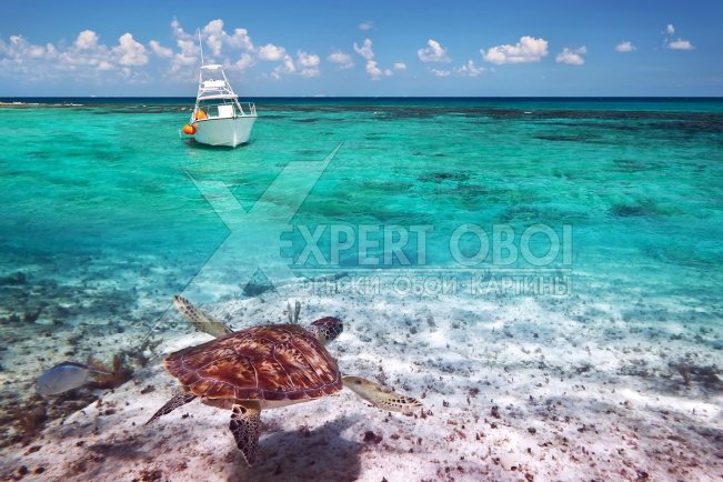Моря и пляжи 102652
