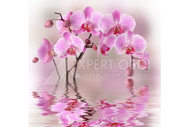 Орхидеи 104176