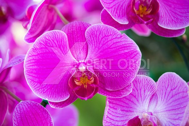 Орхидеи 104177