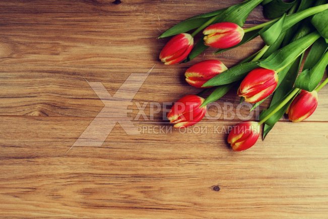 Тюльпаны 104359