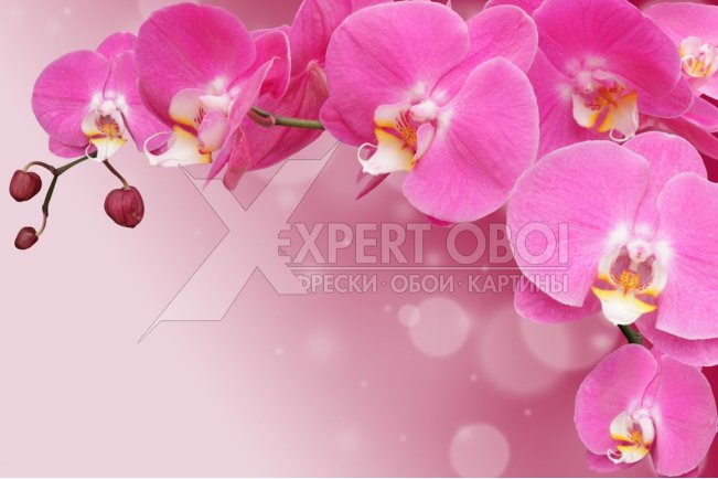 Орхидеи 105622