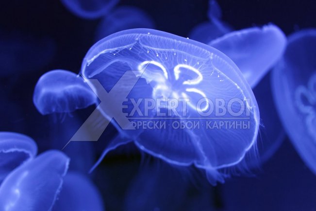 Моря и пляжи 102666