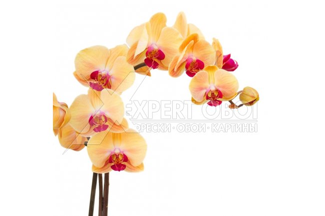 Орхидеи 104198