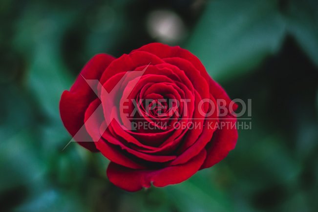 Розы 105799