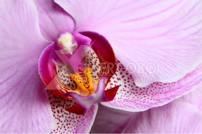 Орхидеи 105616