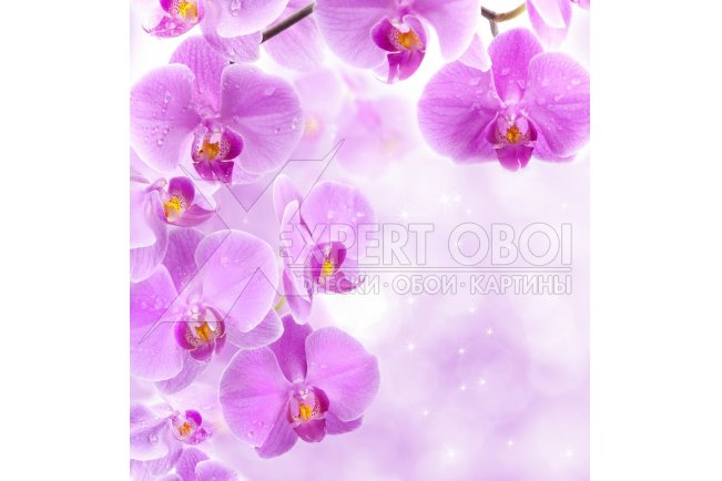 Орхидеи 104182