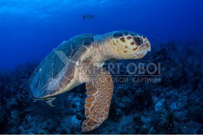 Моря и пляжи 102707
