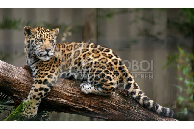 Дикие животные 102047