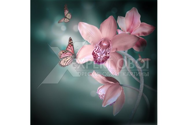 Орхидеи 104178