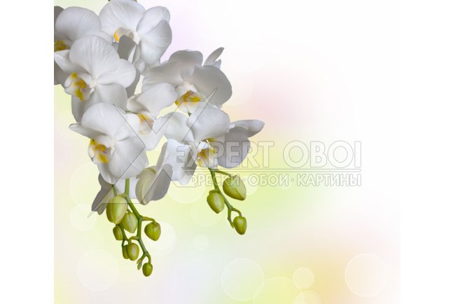 Орхидеи 105620