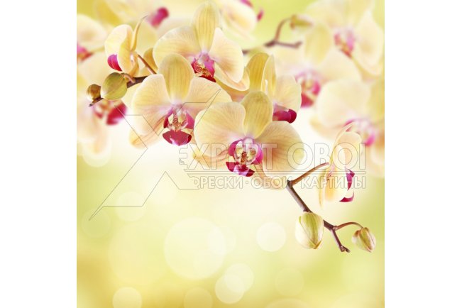Орхидеи 105618