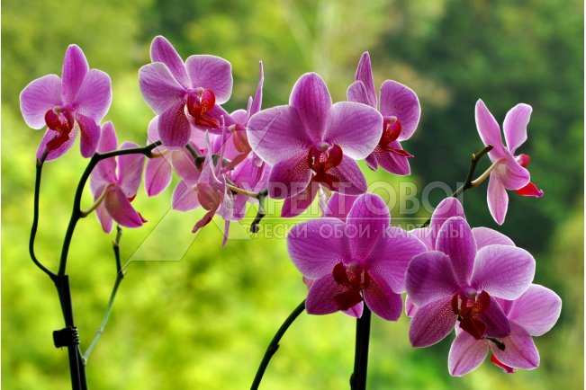 Орхидеи 104184