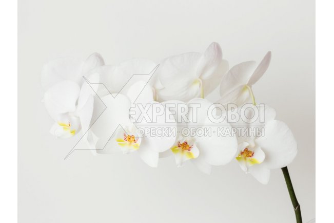 Орхидеи 104196