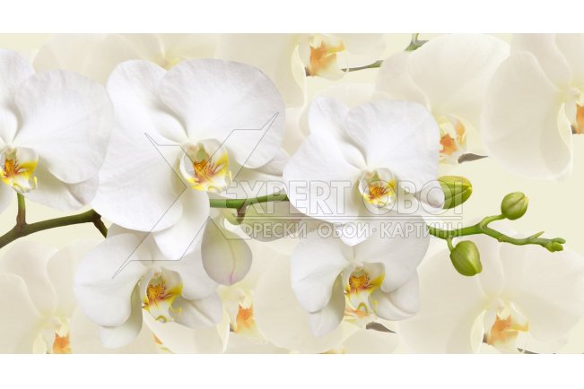 Орхидеи 104189