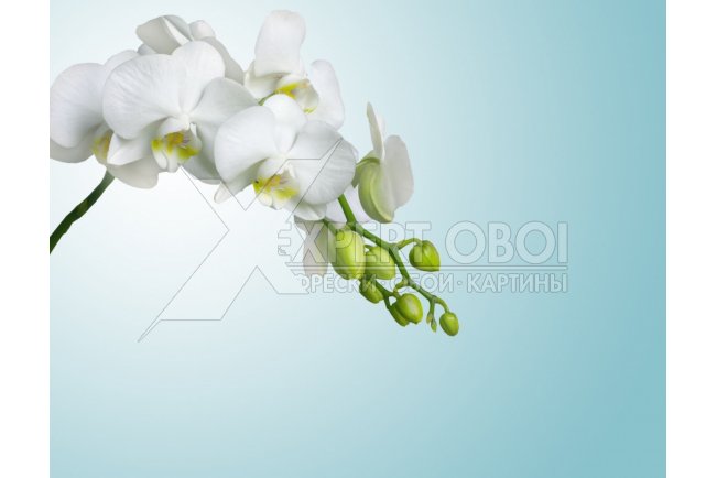 Орхидеи 105617